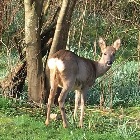 Poppelgaarden Romo Auberge de jeunesse